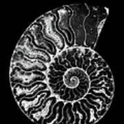 Ammonite Fossil In Black And White Art Print