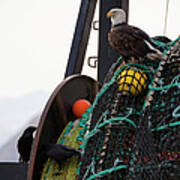 An Eagle Sits On The Fishing Nets On A Art Print