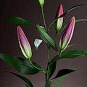 An Easter Lily Lilium Longiflorum Plant Art Print