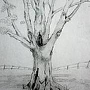 An Old Tree Art Print