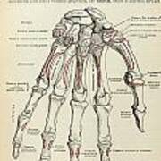 Anatomy Human Body Old Anatomical 77 Art Print
