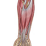 Anatomy Of Forearm Muscles, Anterior Art Print