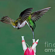 Andean Emerald Hummingbird Art Print