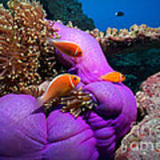 Anemonefish Art Print