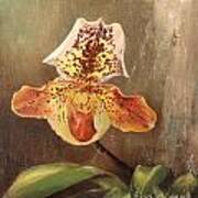 Angel Orchid Art Print