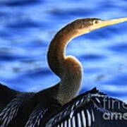 Anhinga In Blue Art Print