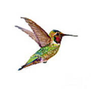 Anna Hummingbird Art Print