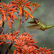 Anna's Hummingbird Art Print