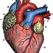 Antique Medical Scientific Illustration High-resolution: Heart Art Print