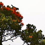 Apapane Atop An Orange Ohia Lehua Tree Art Print