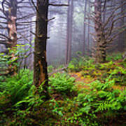Appalachian Trail Blue Ridge Mountains Nc Forest Art Print