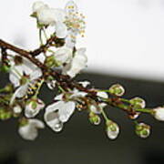 Apple Blossom Buds Art Print