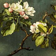 Apple Blossoms Art Print