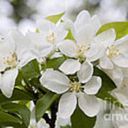 Apple Blossoms Art Print