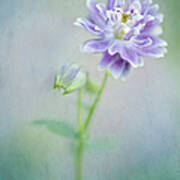 Aquilegia Art Print