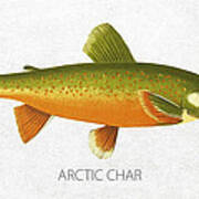 Arctic Char Art Print