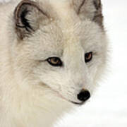 Arctic Fox Photograph by Sohns/Okapia - Fine Art America