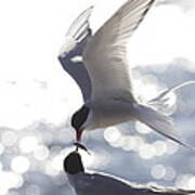 Arctic Terns Feeding Each Other Art Print
