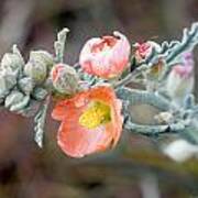 Arizona Globemallow Art Print