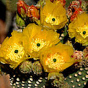 Arizona Prickly Pear Cactus Flowers - Greeting Card Art Print