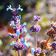 Arizona Wildflowers Art Print