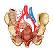 Arterial System Of The Pelvic Cavity Art Print