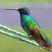 Artful Hummingbird Named Tom Thumb Art Print