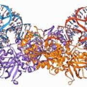 Aspartyl-trna Synthetase Molecule Art Print