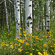 Aspen Trees And Wildflowers Art Print