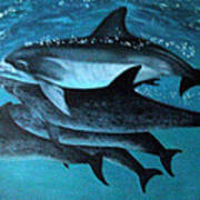 Atlantic Dolphins Art Print