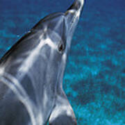 Atlantic Spotted Dolphin Bahamas Art Print