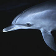 Atlantic Spotted Dolphin Juvenile Art Print