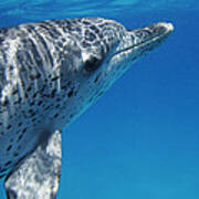 Atlantic Spotted Dolphin Profile Bahamas Art Print