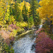 Autumn Color Along Spearfish Creek Art Print