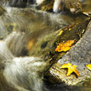 Autumn Creek Art Print