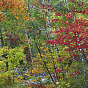 Autumn Foliage Chippewa River Ontario Art Print