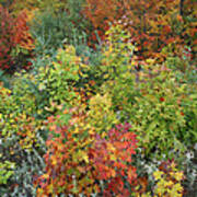 Autumn Foliage Killarney Provincial Park Art Print