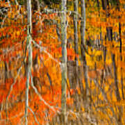 Autumn Forest Reflection Art Print