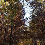 Autumn In Woods Art Print