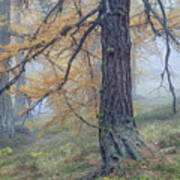 Autumn Larch And Fog Alps, Switzerland Art Print