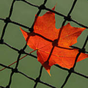 Autumn Leaf In Net Art Print
