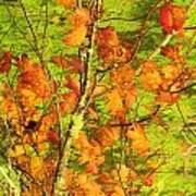 Autumn Leaves Art Print
