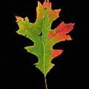 Autumn Red Oak Leaf 1 Art Print