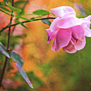 Autumn Rose Art Print
