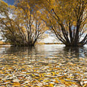 Autumn Willows Lake Tekapo New Zealand Art Print