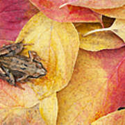 Autumnal Frog Art Print