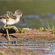 Baby Black-necked Stilt Exploring Art Print