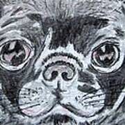 Baby Black Pug Art Print