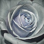 Baby Blue Rose Art Print