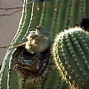 Baby Chick In Sahuaro Cactus Art Print